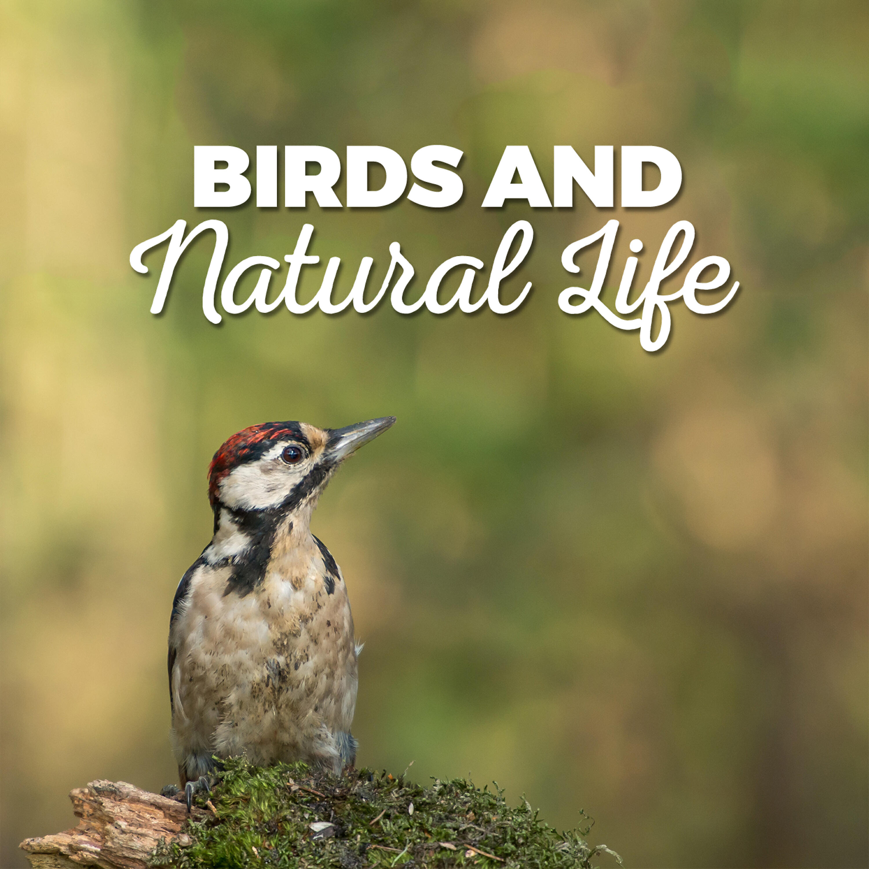 Релиз Birds and Natural Life
