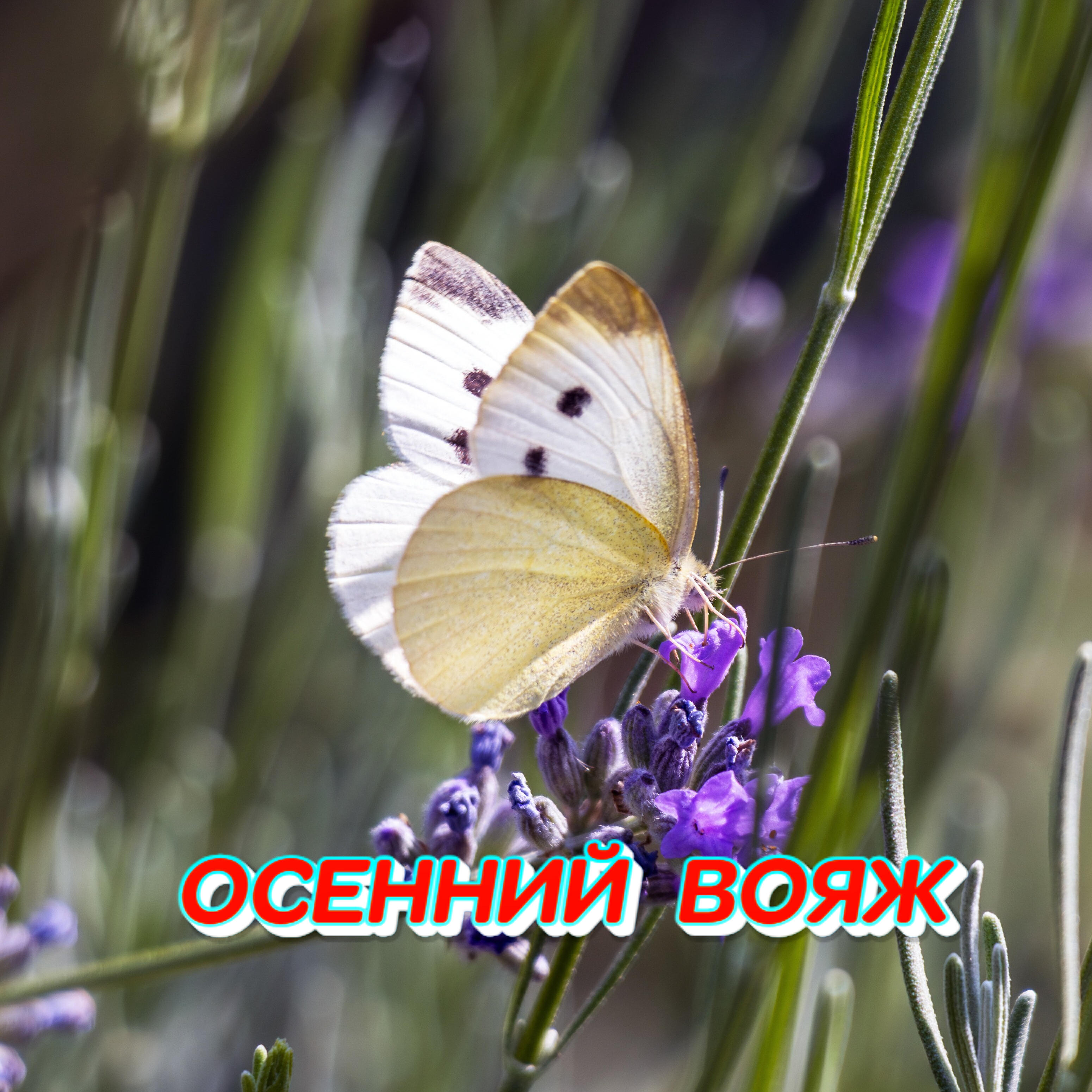 Релиз Осенний вояж
