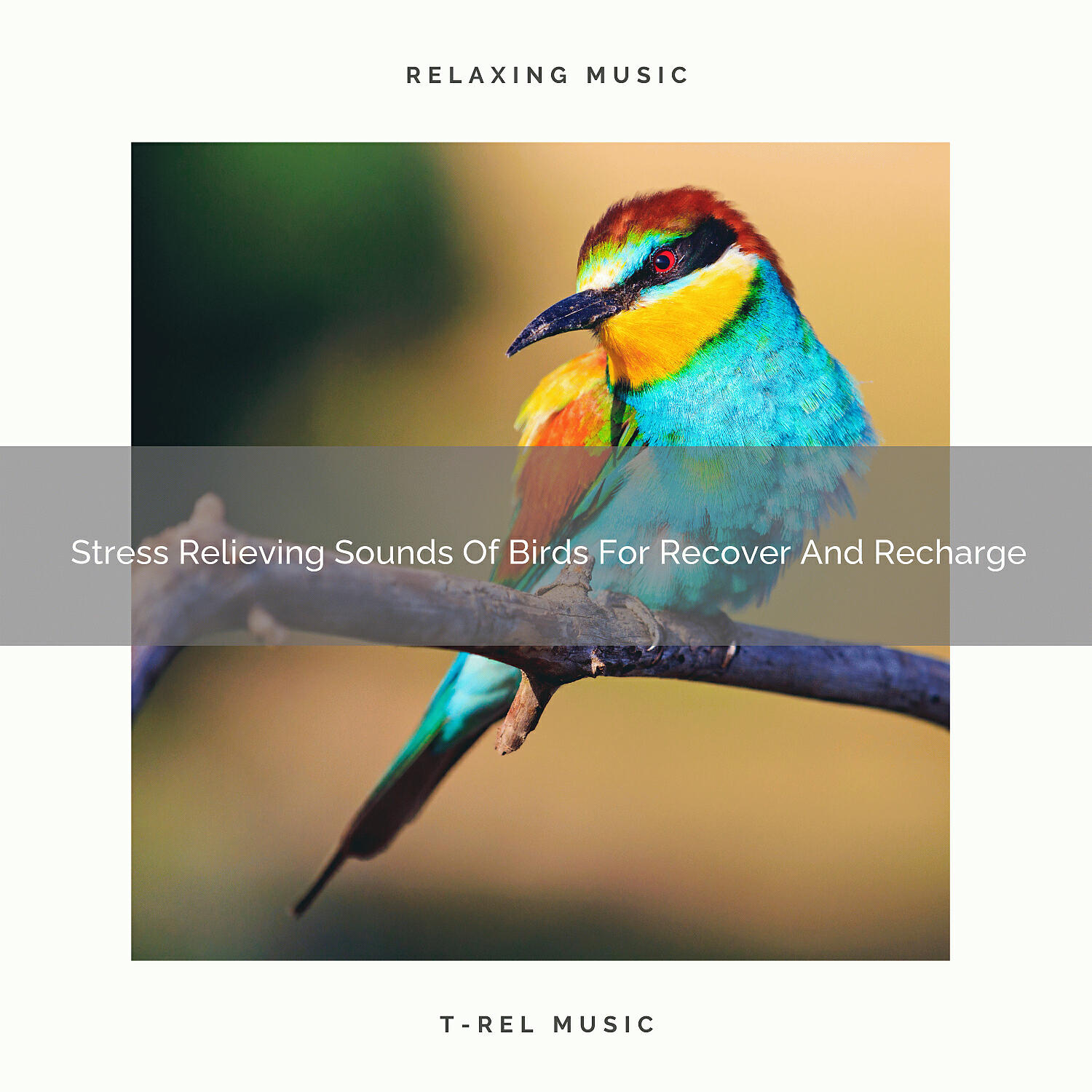 Постер альбома 2020 Best: Stress Relieving Sounds Of Birds For Recover And Recharge