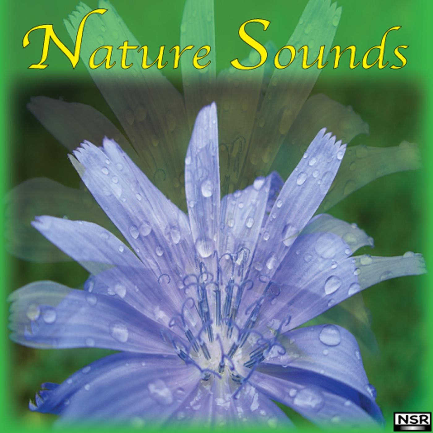 Релиз Nature Sounds