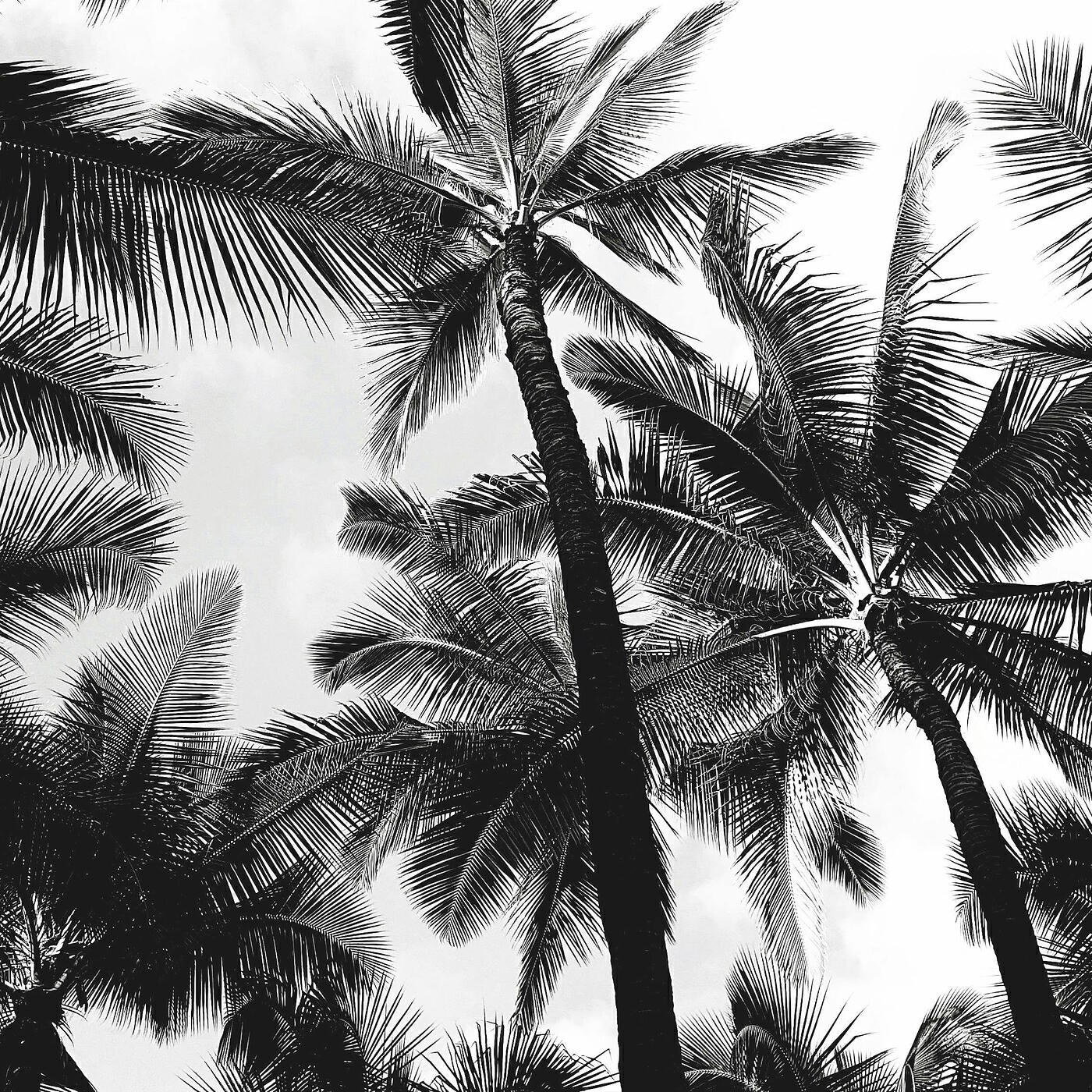Релиз Tropical Night