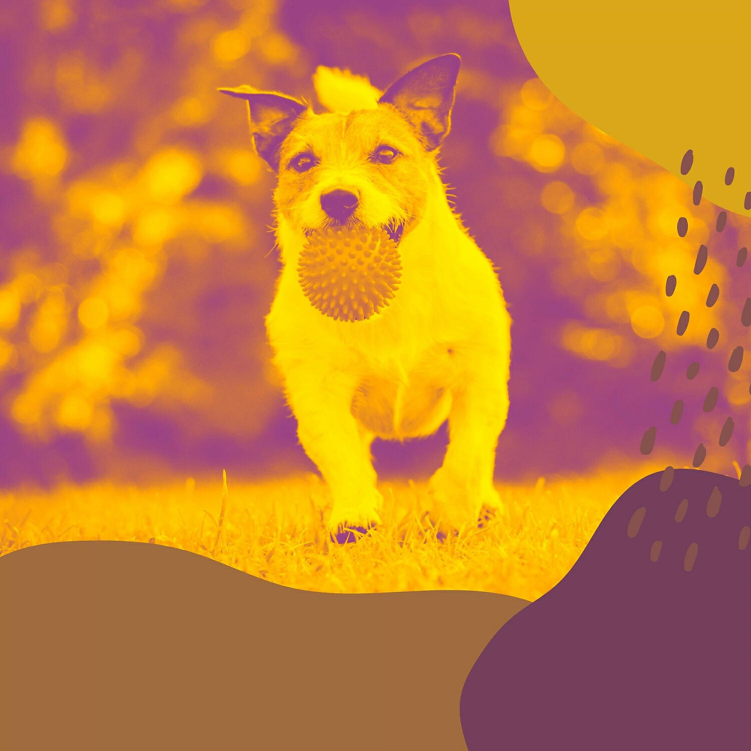 Релиз Backdrop for Dog Training