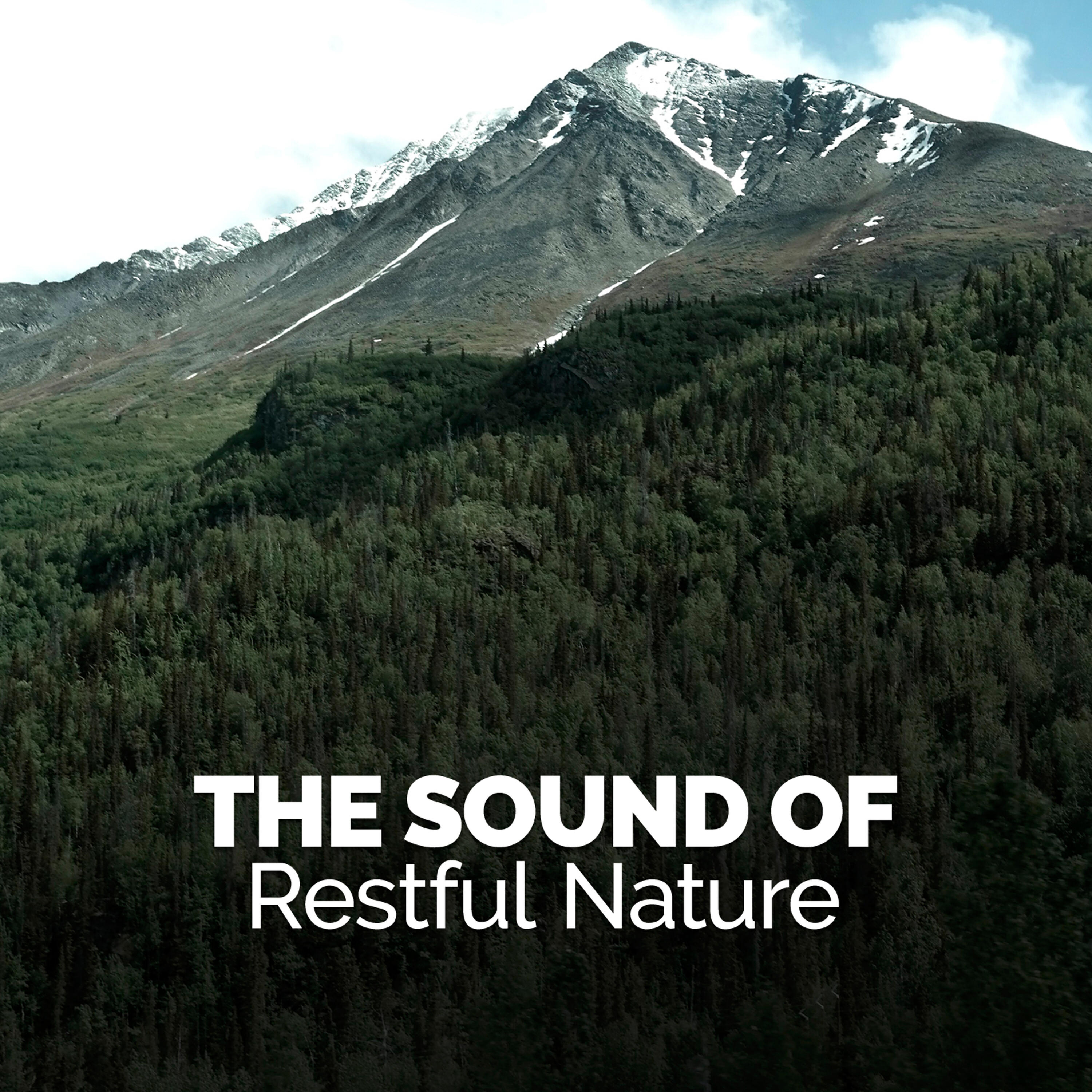 Релиз The Sound of Restful Nature