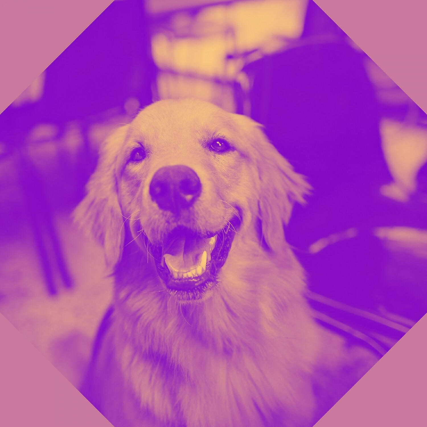 Релиз Music for Doggy Stress - Bossanova