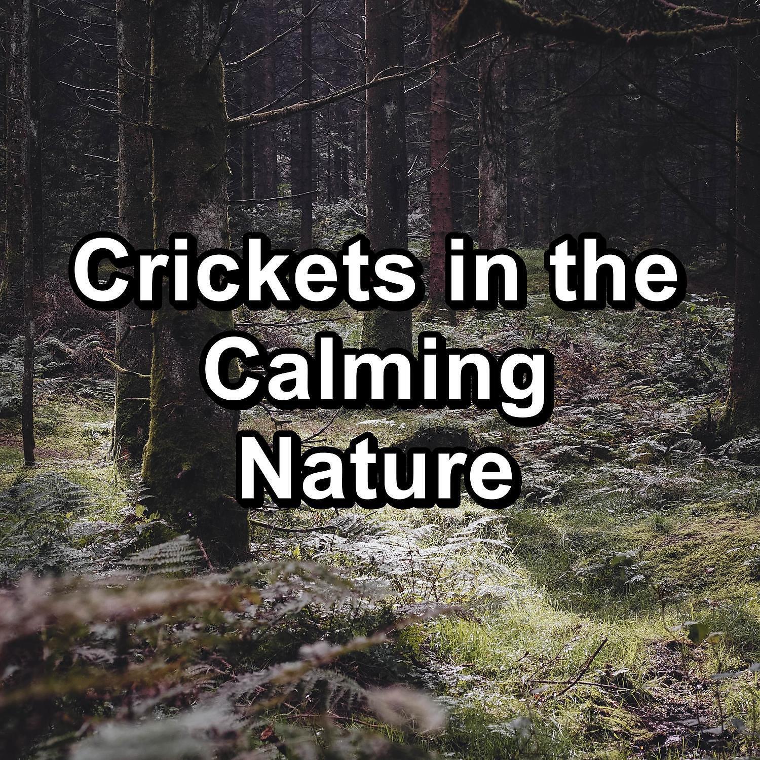 Постер альбома Crickets in the Calming Nature