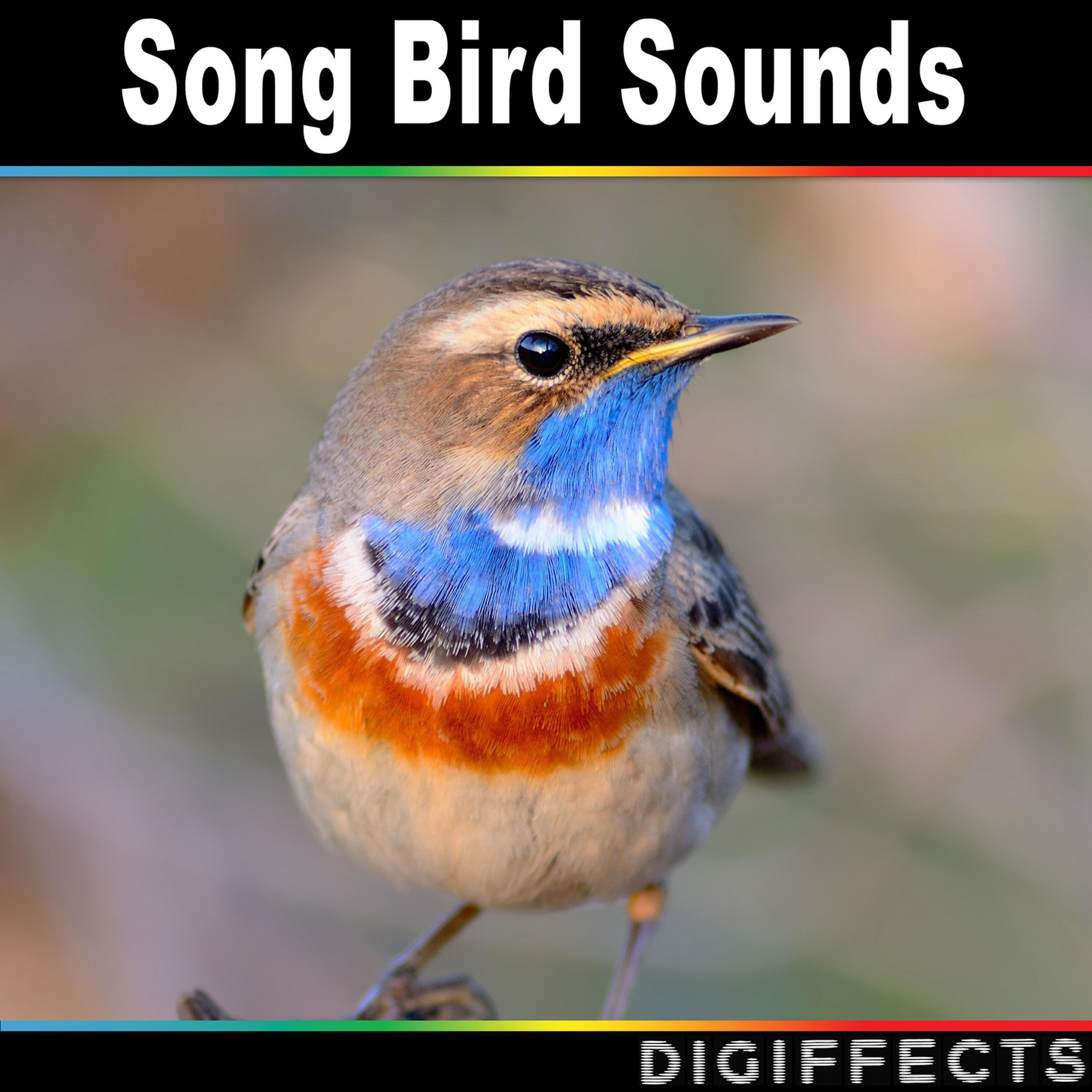Релиз Song Bird Sounds