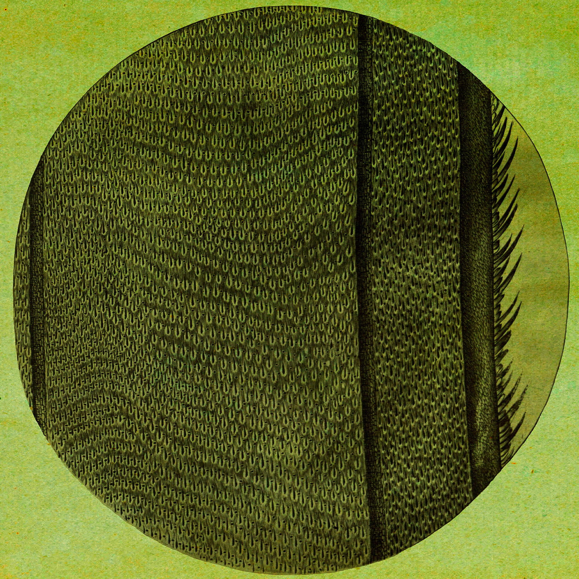 Релиз The Ring Of The Rise