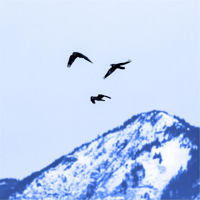 Релиз Draft Dodger