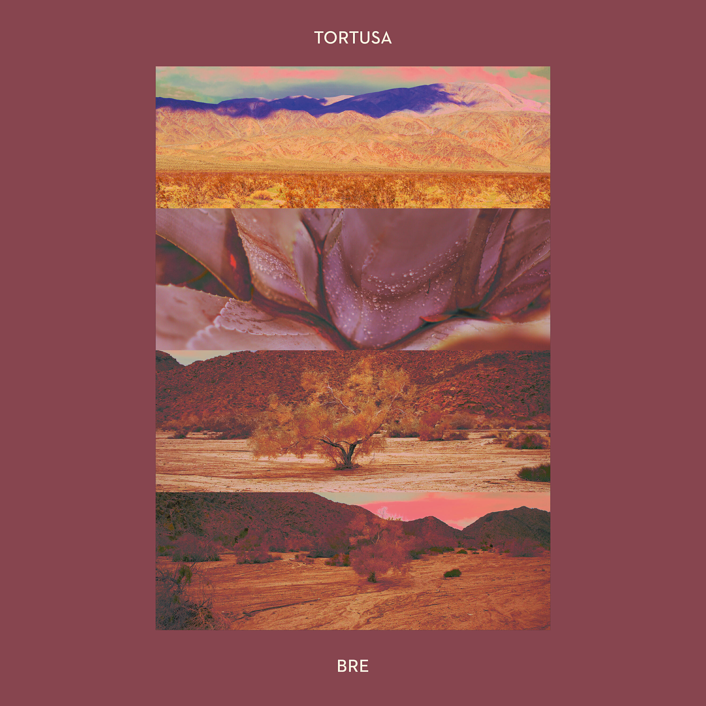 Tortusa