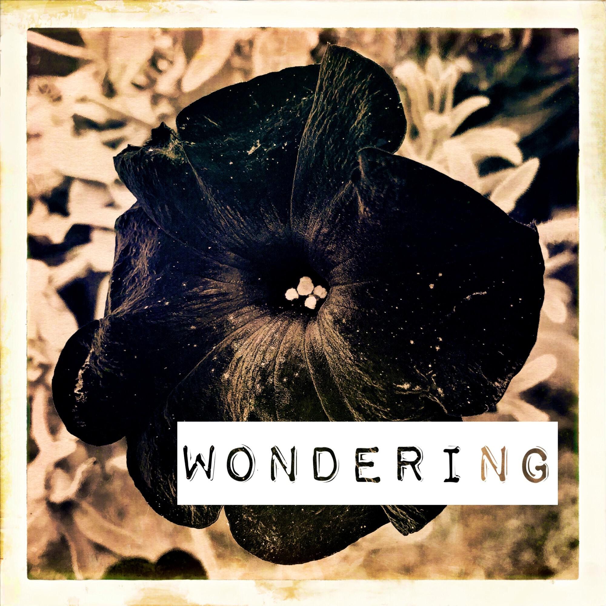 Релиз Wondering