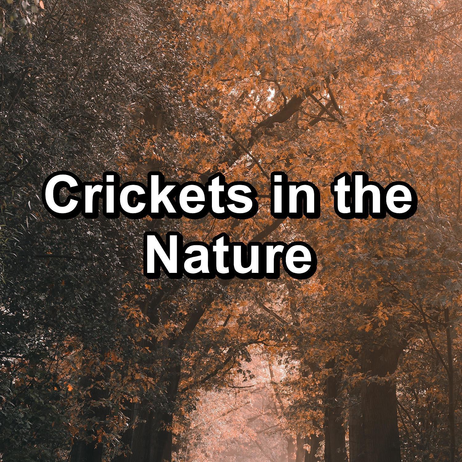 Постер альбома Crickets in the Nature