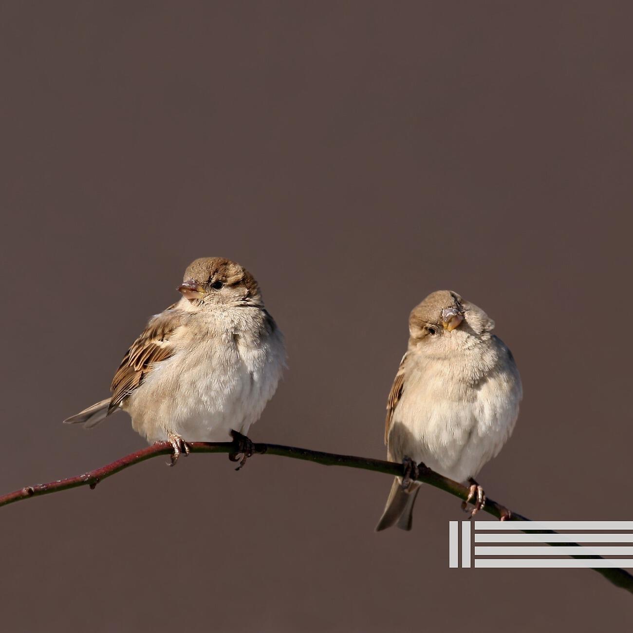Релиз Morning Birds Singing (Loopable)