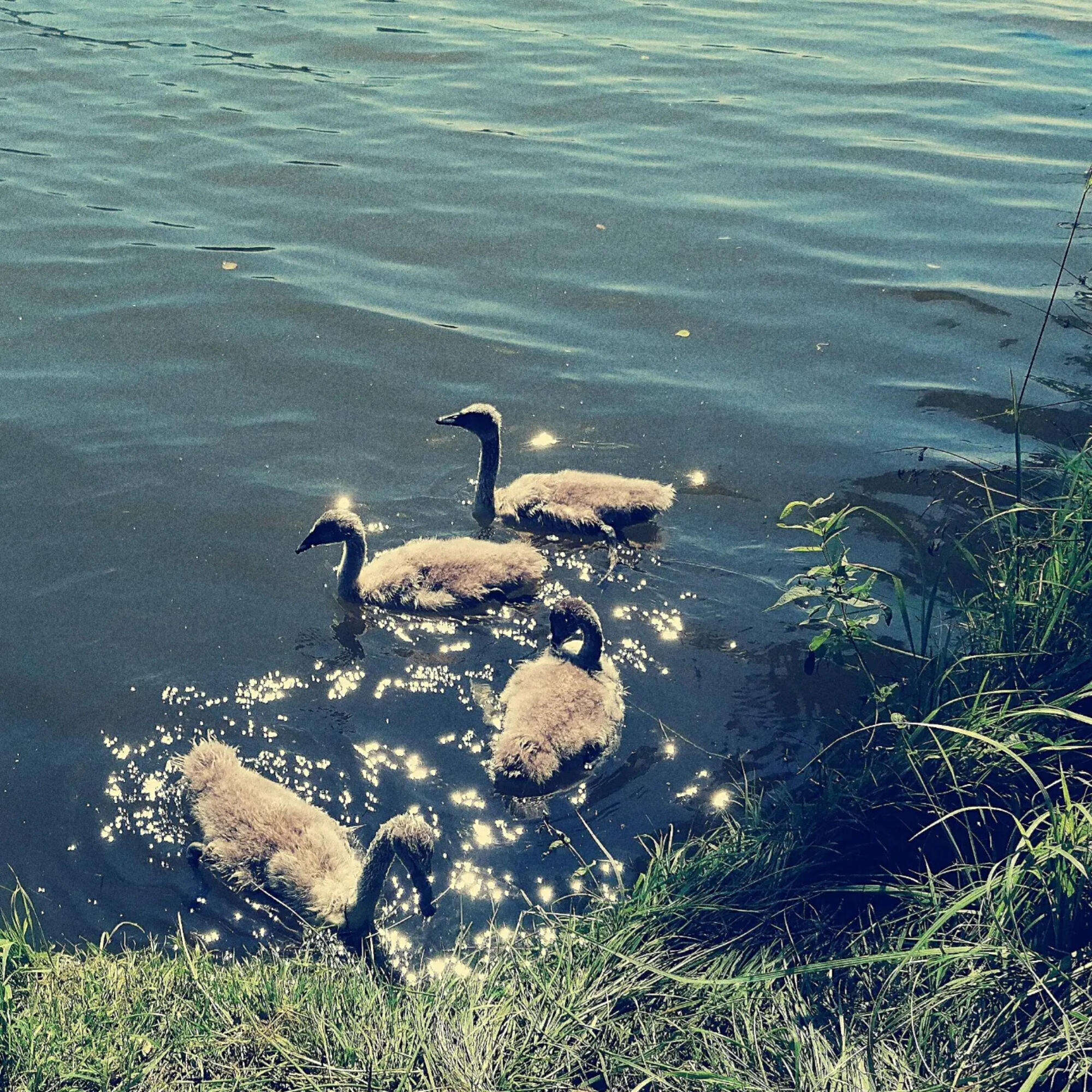 Релиз The Youth