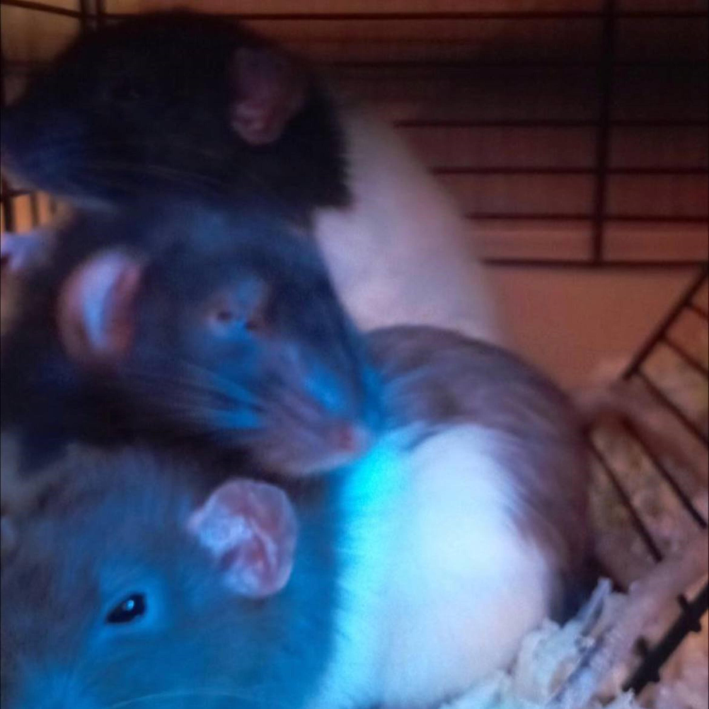 Релиз My Domestic Rats