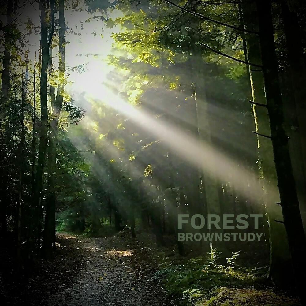 Релиз Forest