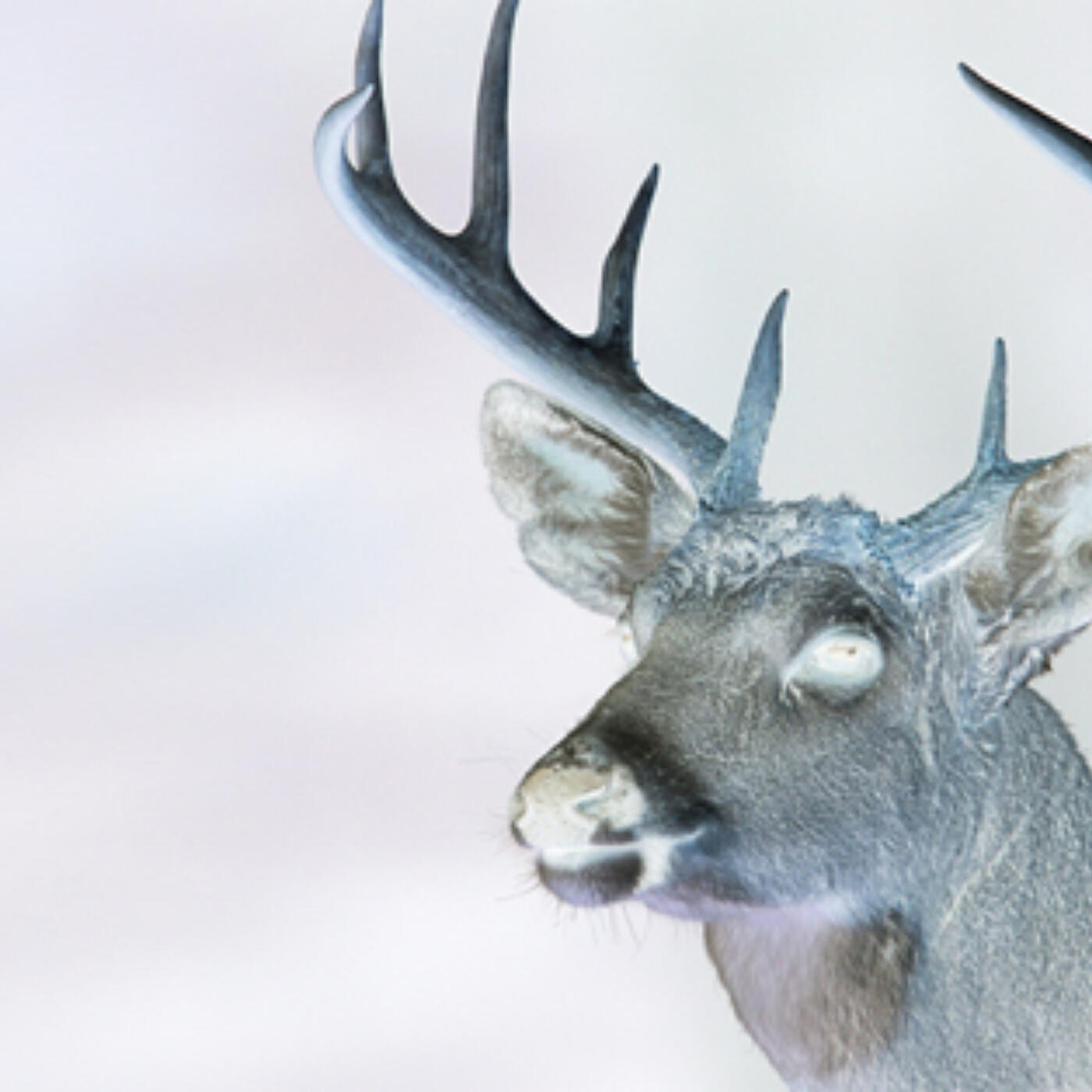 Релиз Buck