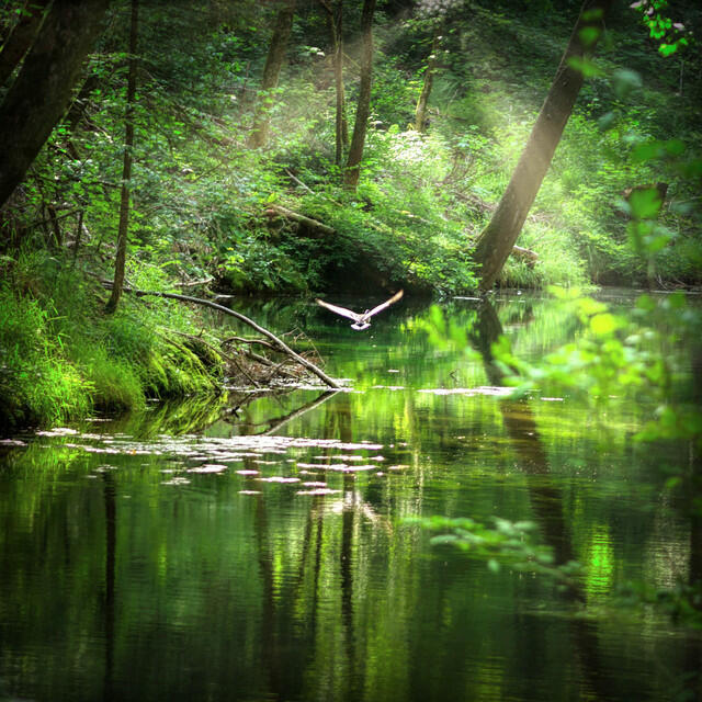 Релиз Relaxing Music with Nature Sounds - Ease