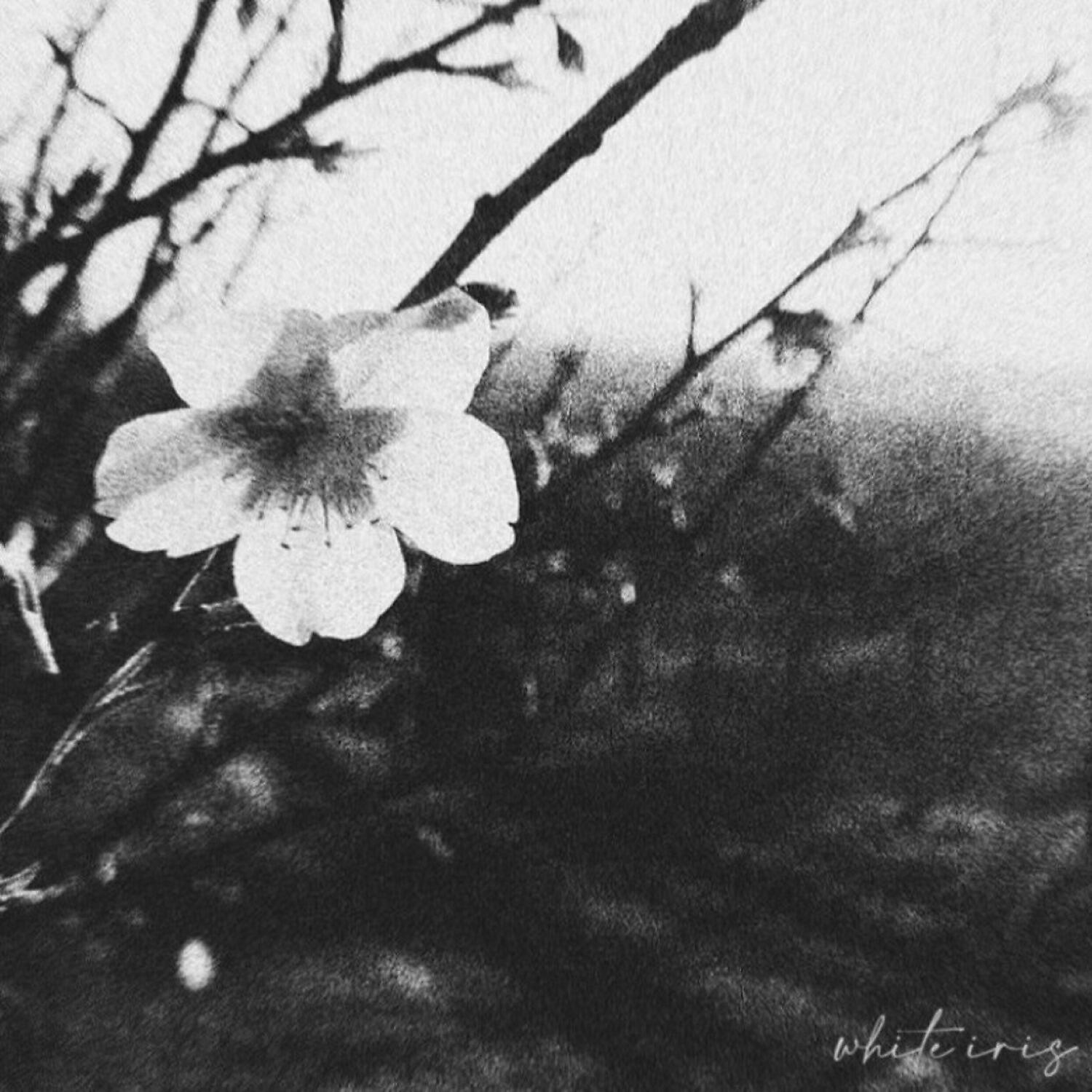 Релиз White Iris (Split)