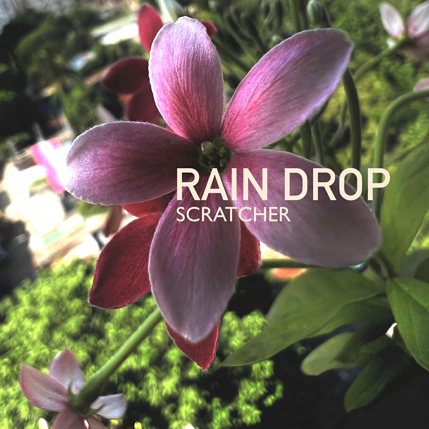 Релиз Rain Drop
