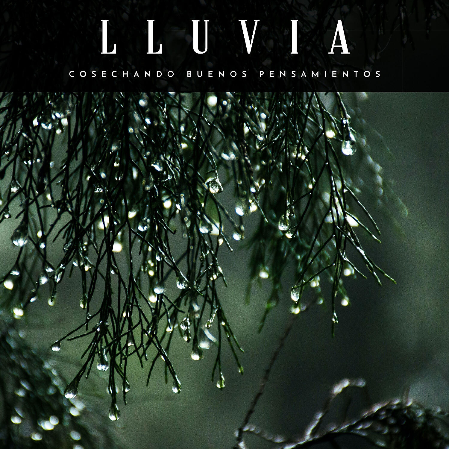 Релиз Lluvia: Cosechando Buenos Pensamientos