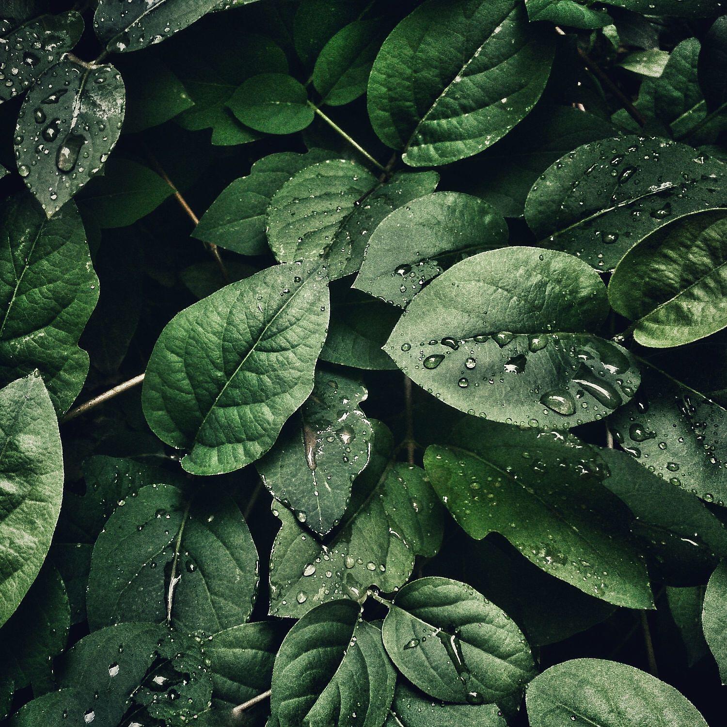 Релиз Raindrops for Falling Asleep Easy
