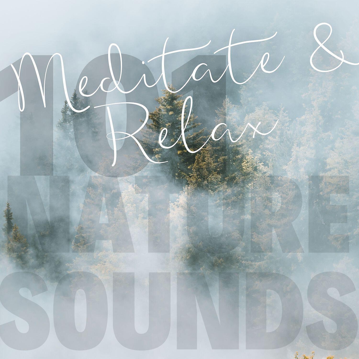 Релиз Sound of the Forest - Meditate & Relax
