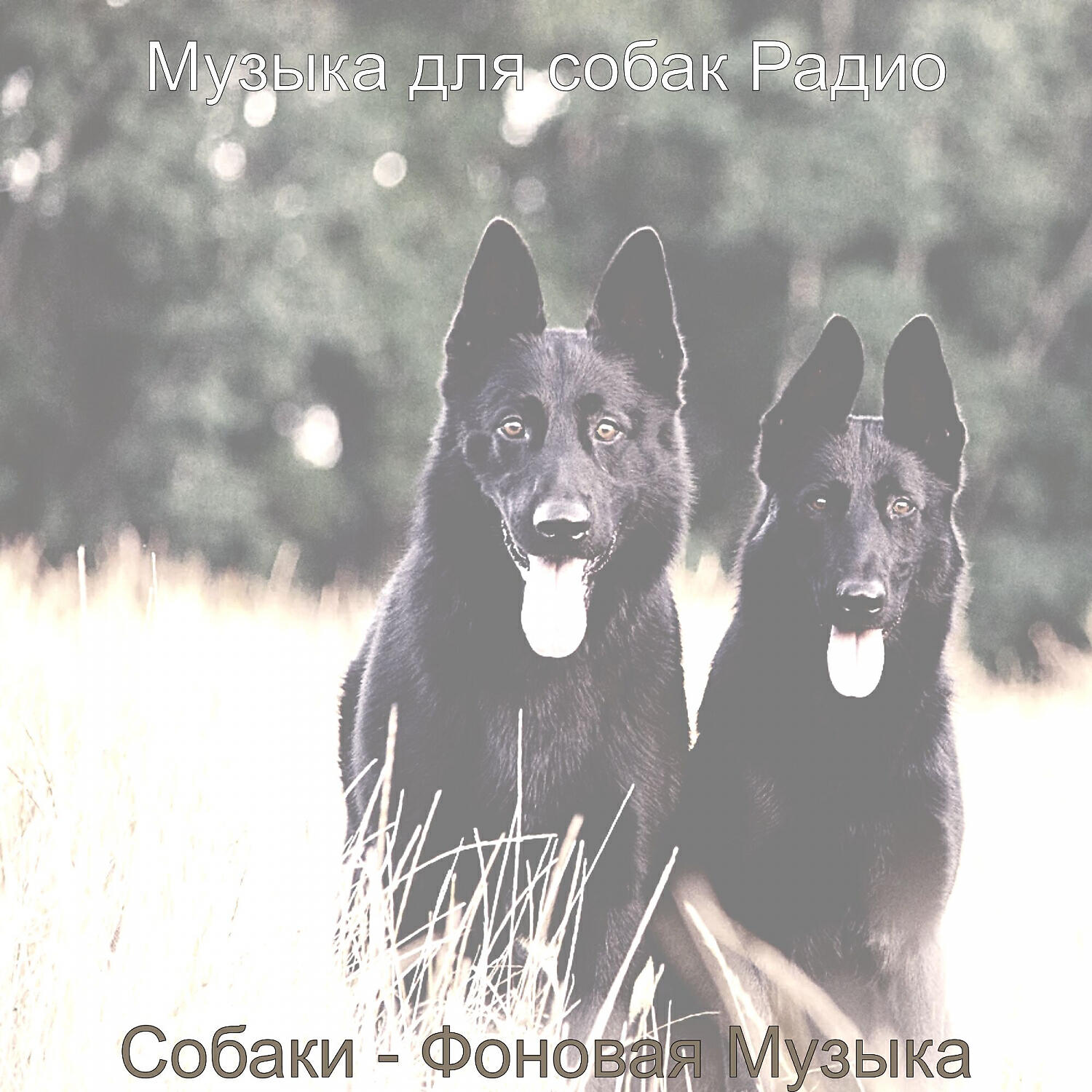 Релиз Собаки - Фоновая Музыка