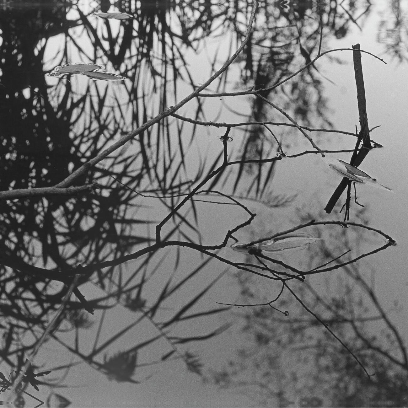Релиз Swanlights