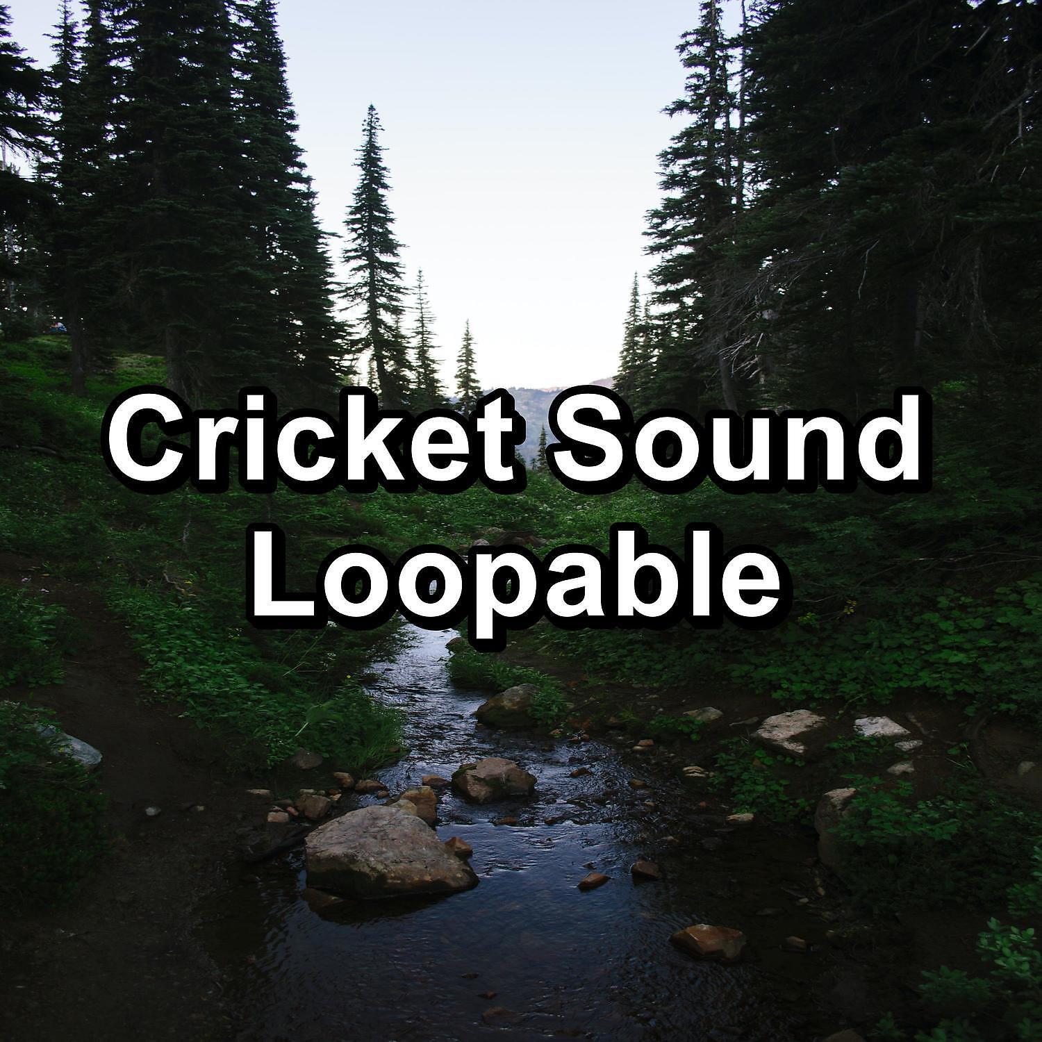 Nature Ambience, Musica Relajante, The Crickets - Repeatable Owls