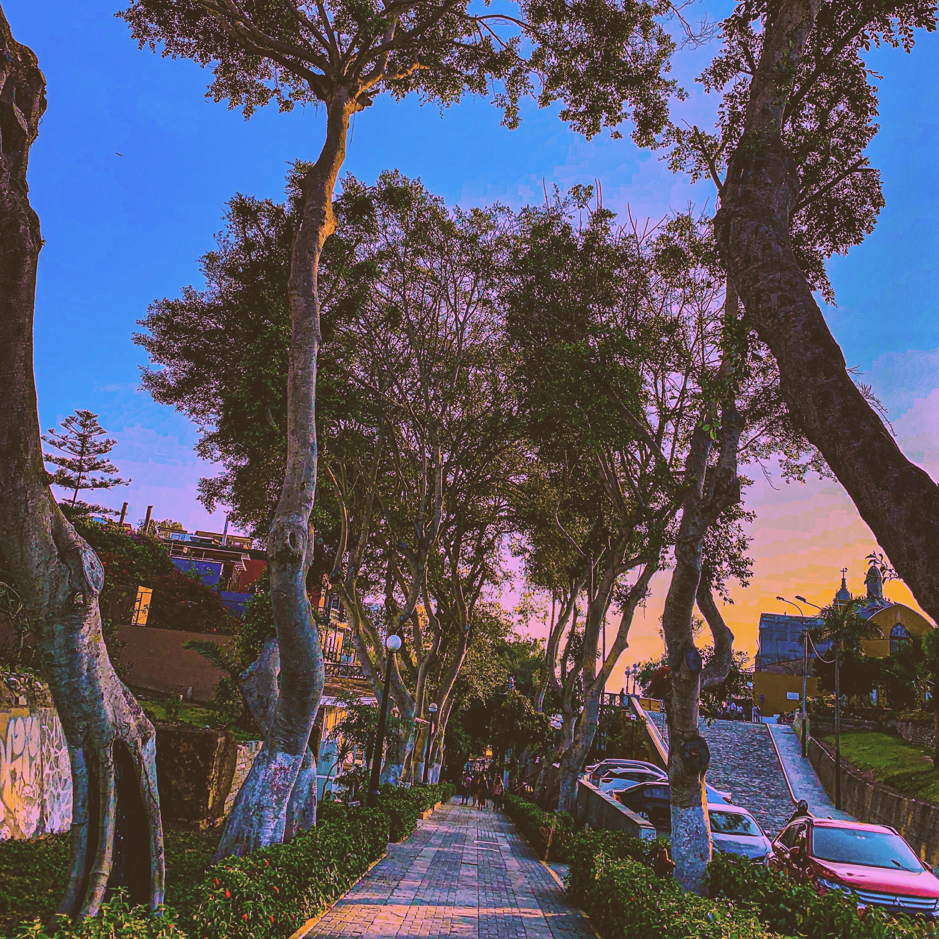 City Woods