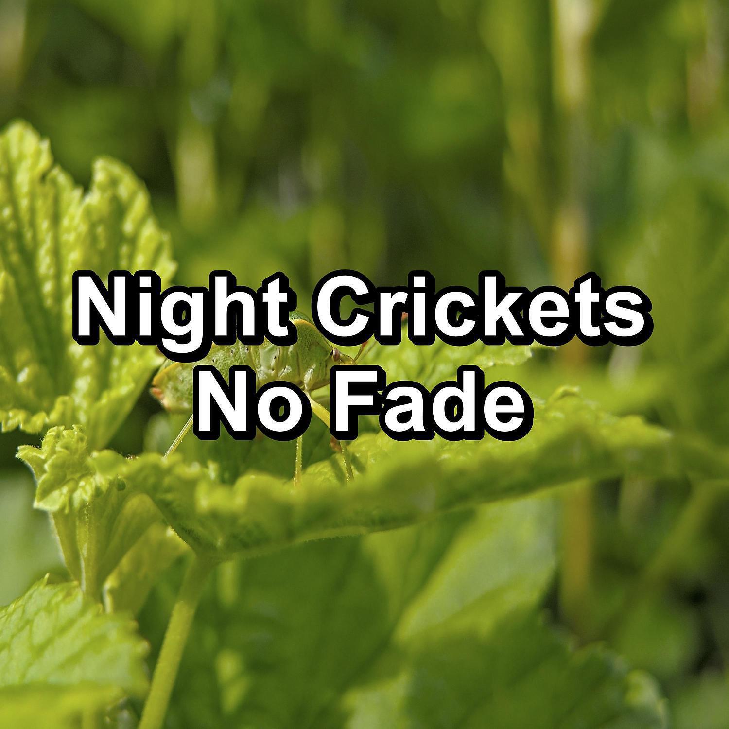 Релиз Night Crickets No Fade
