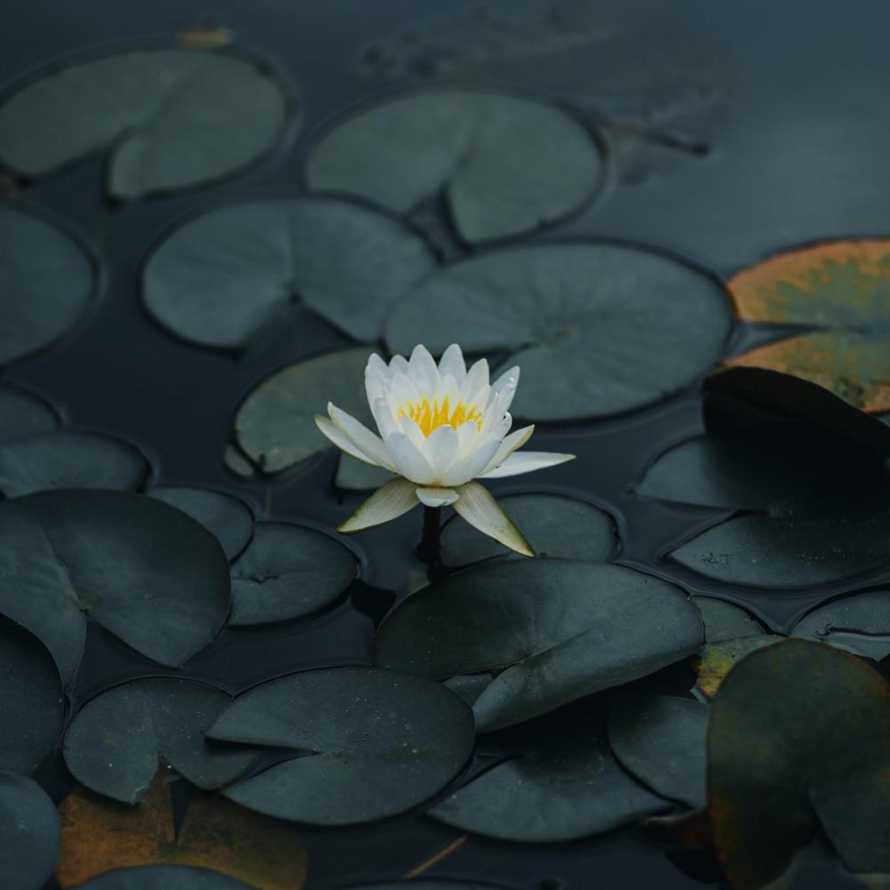 Релиз 莲池夜月