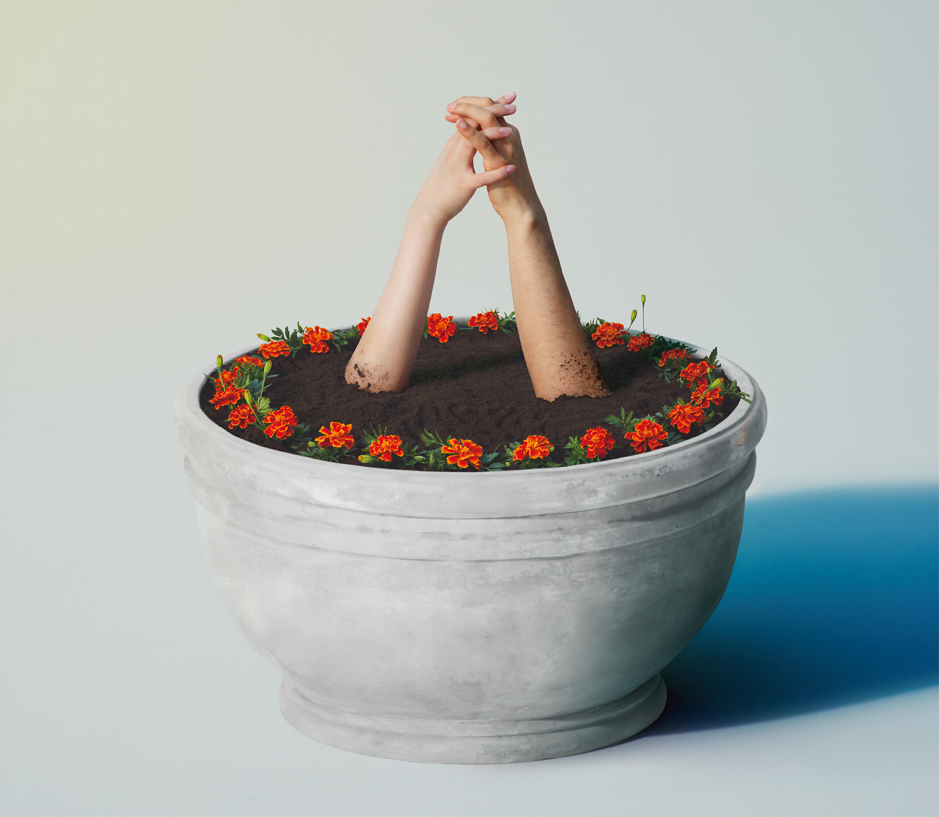 Релиз Marigold