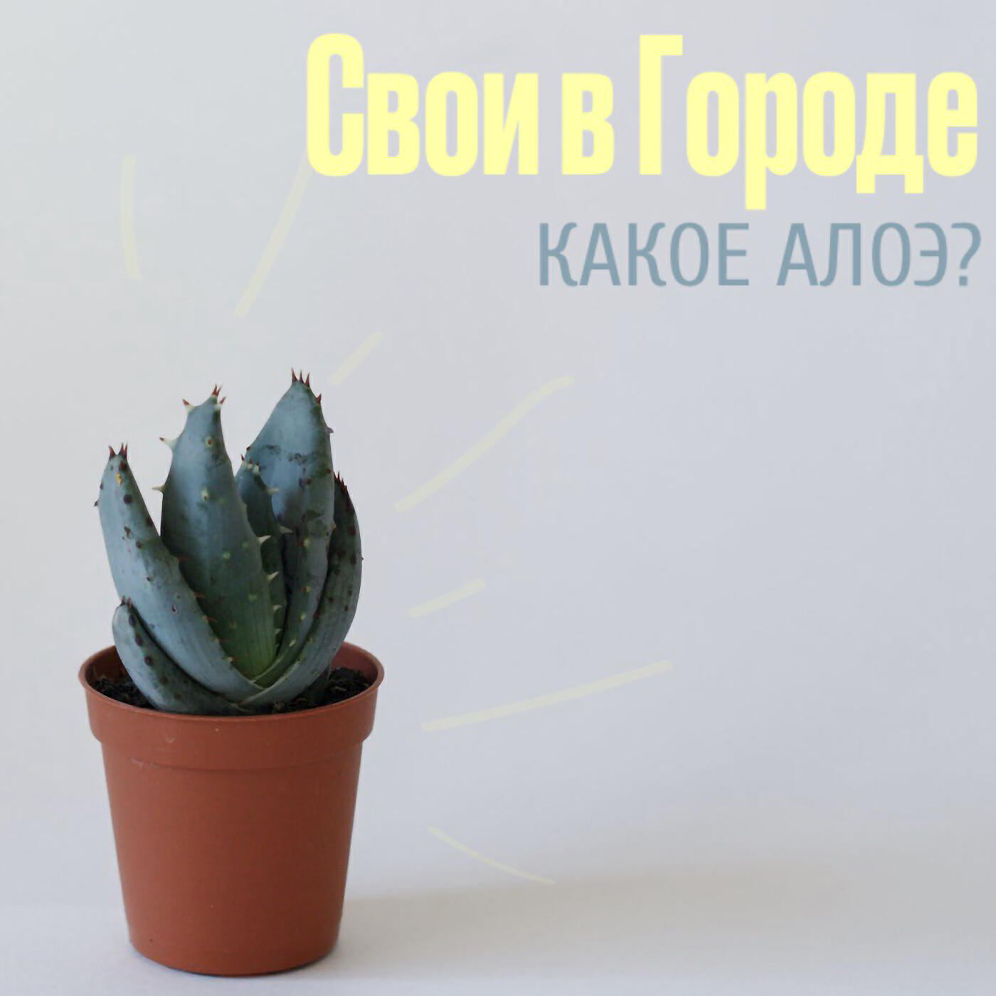 Релиз Какое алоэ?