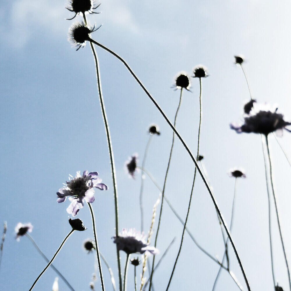 Релиз Chamomile Dew