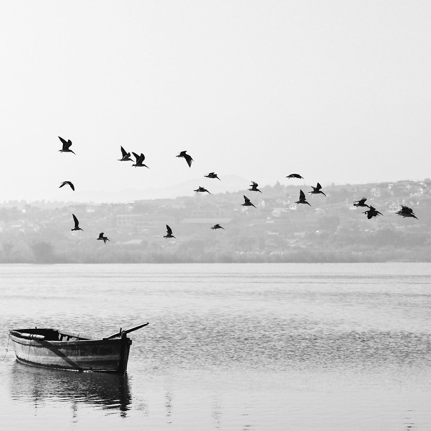 Релиз Bird Sound