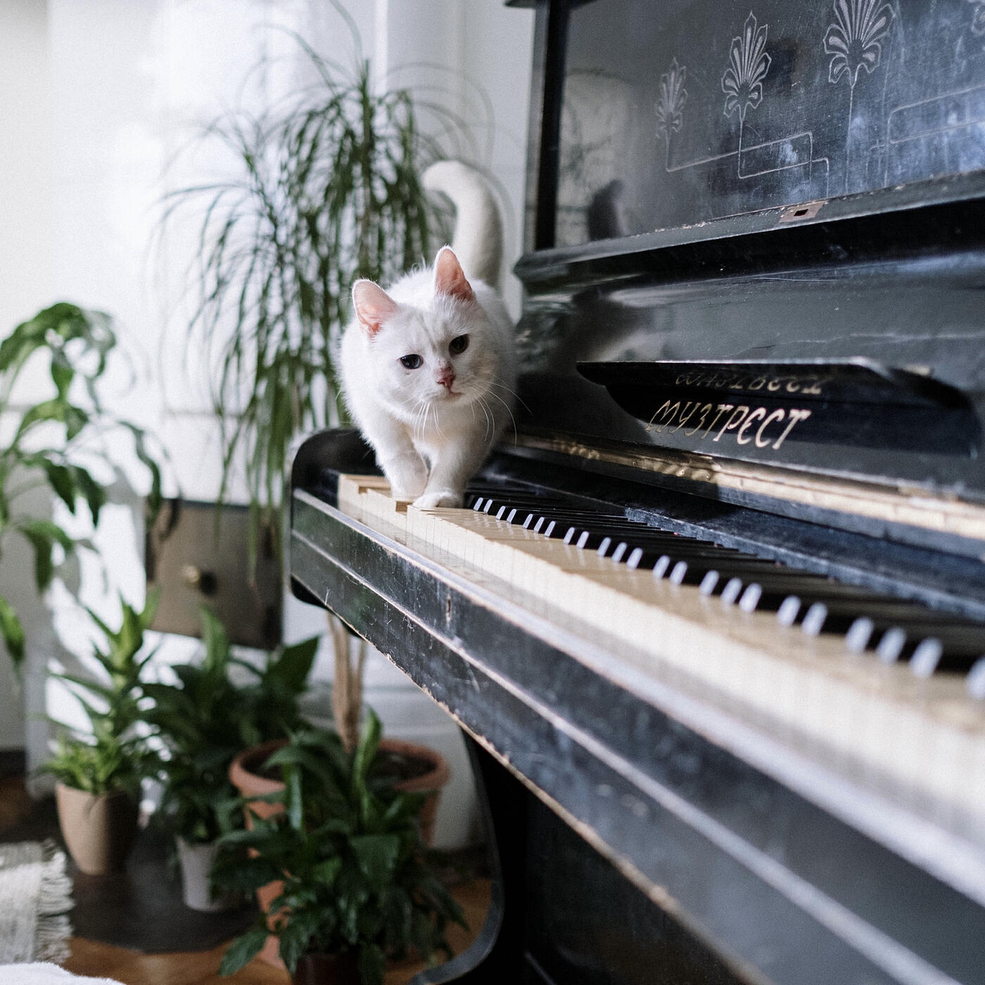 Релиз Afternoon Pian