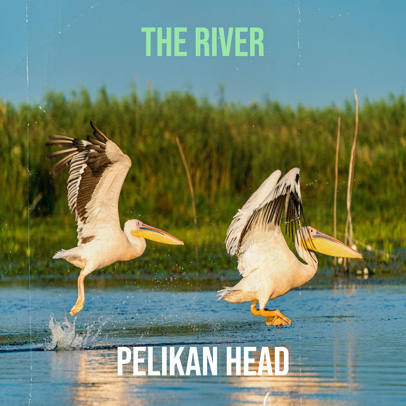 Pelikan Head