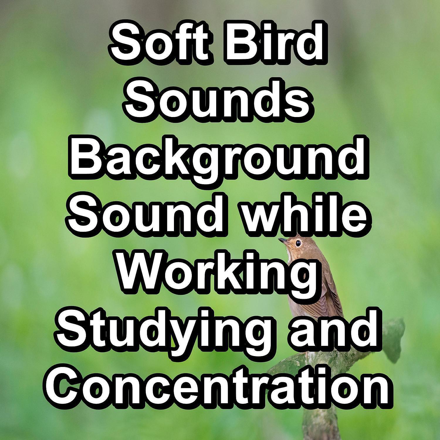 Релиз Soft Bird Sounds Background Sound while Working Studying and Concentration