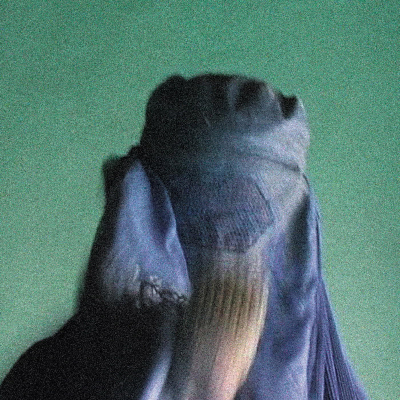 Релиз Burka Blue