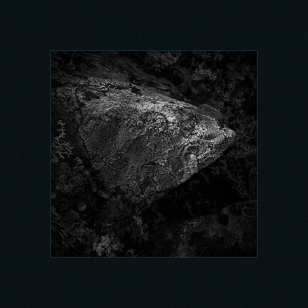 Релиз Planet Plankton