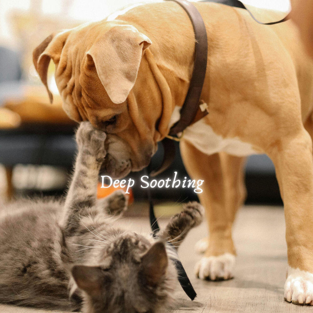Pet Tunes