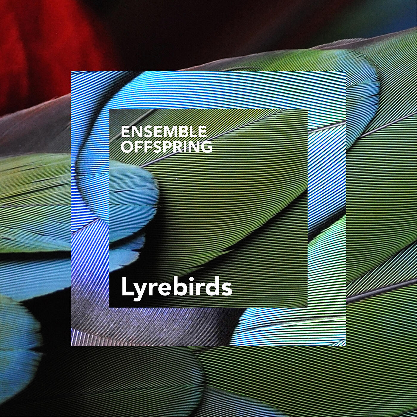 Релиз Beautiful Birds: I. Lyrebirds