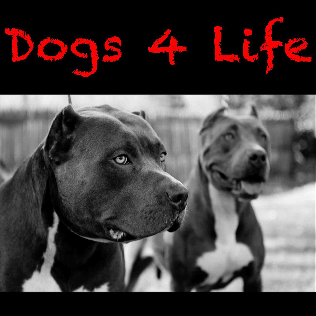 Релиз Dogs 4 Life