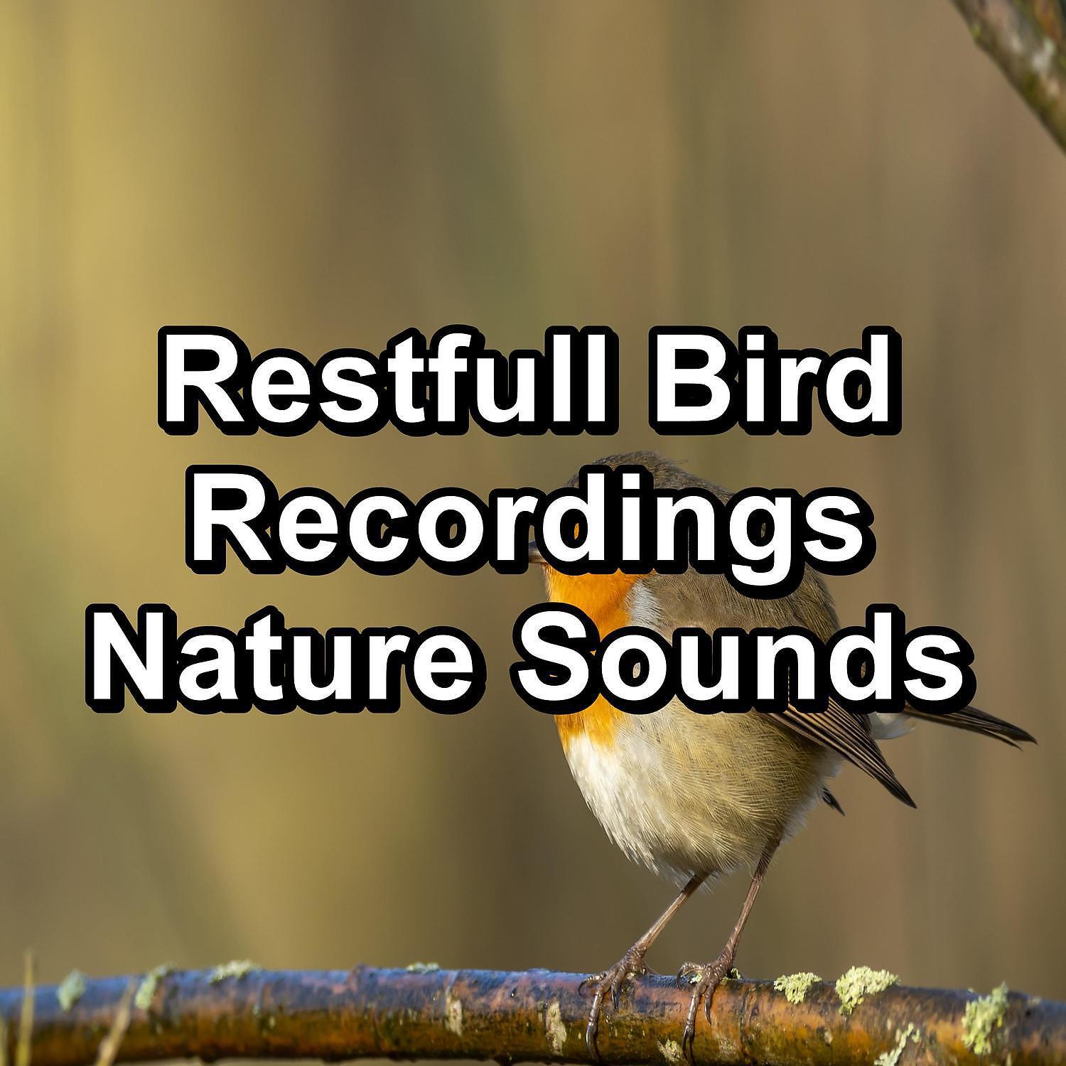 Релиз Restfull Bird Recordings Nature Sounds