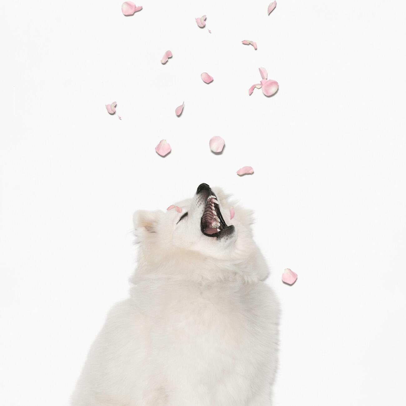 Релиз Petals