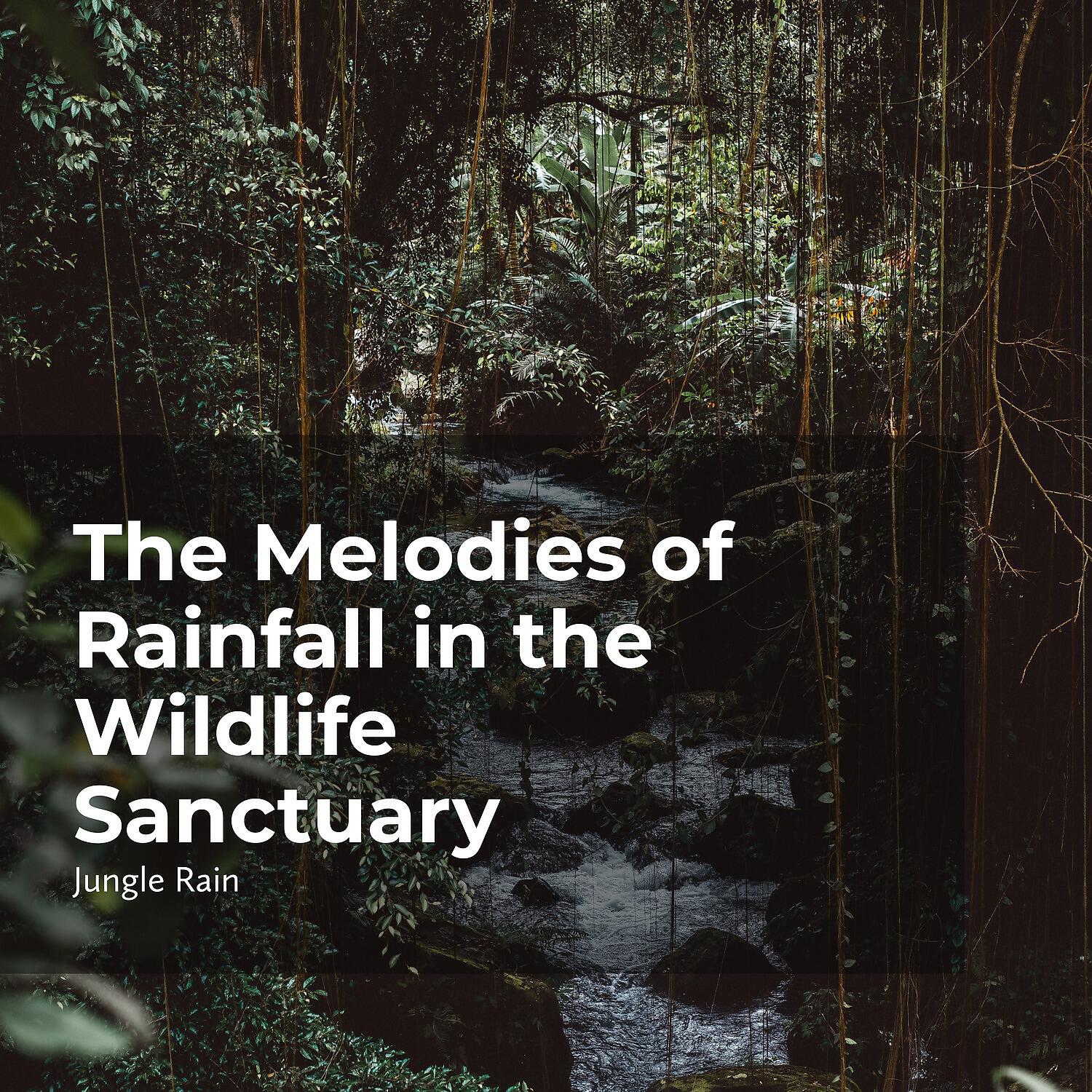 Релиз The Melodies of Rainfall in the Wildlife Sanctuary
