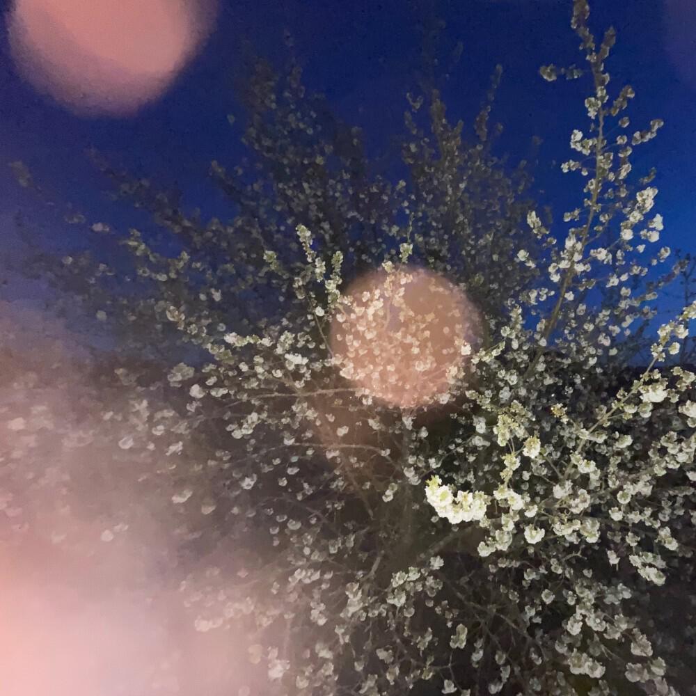 Релиз Frühling