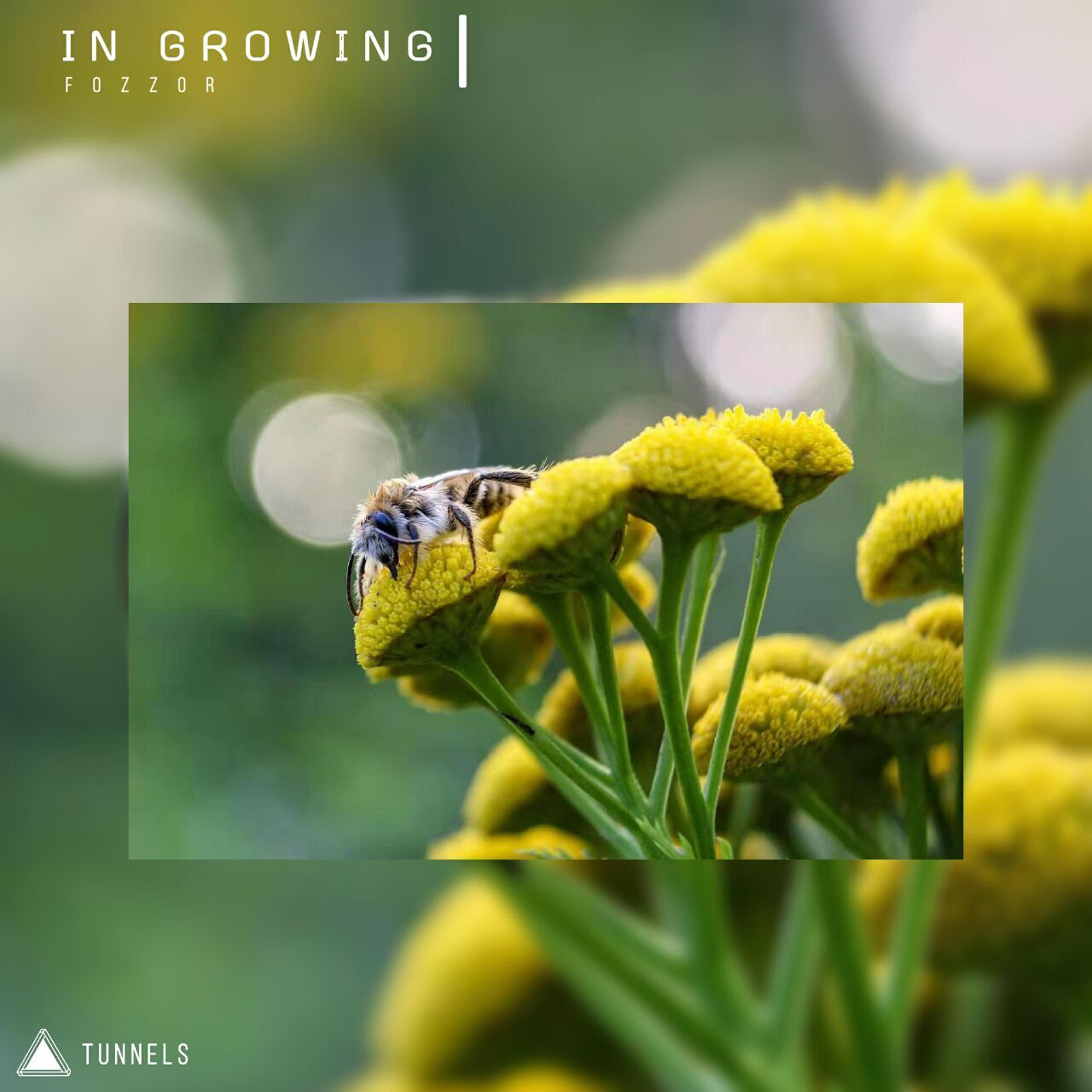 Релиз In Growing