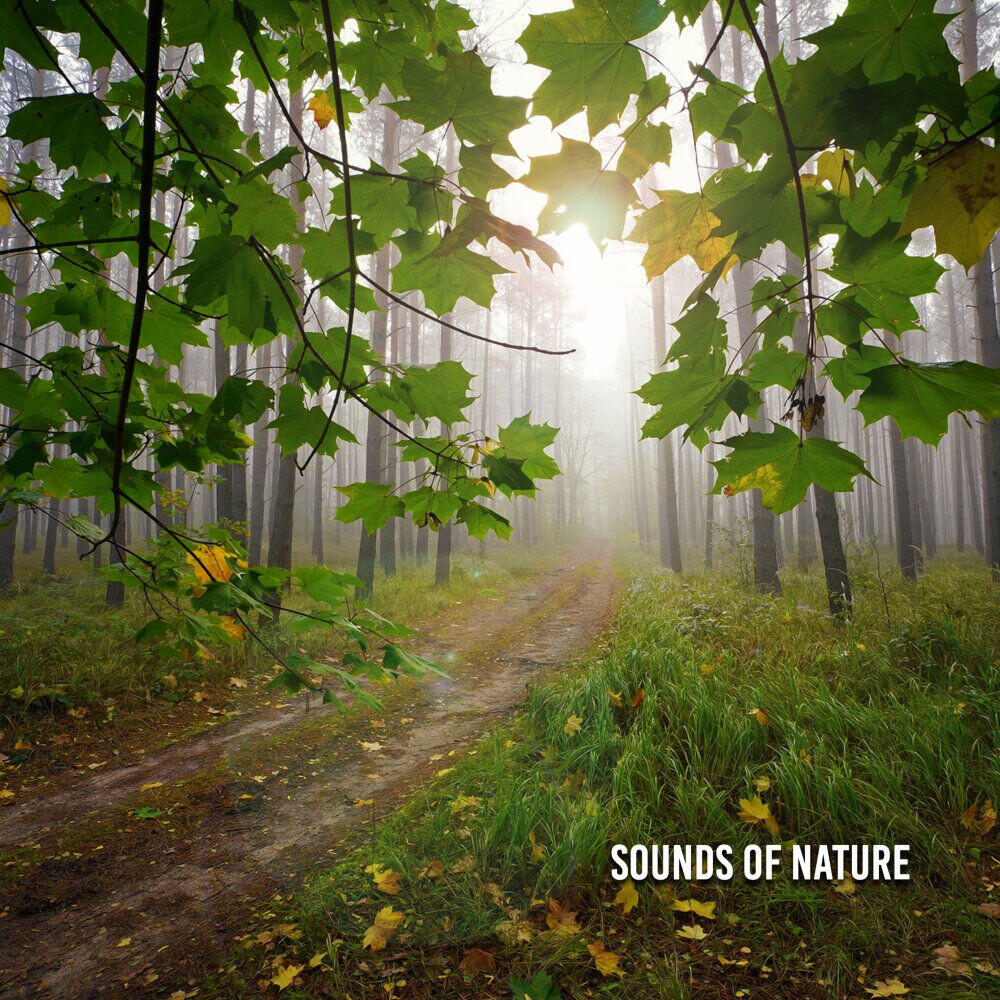 Релиз Sounds Of Nature